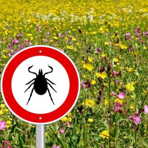 Готовимся к приходу клещей